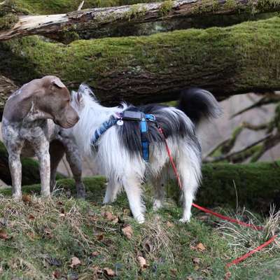 Wie optimal ist das Körpergewicht meines Hundes?-Beitrag-Bild