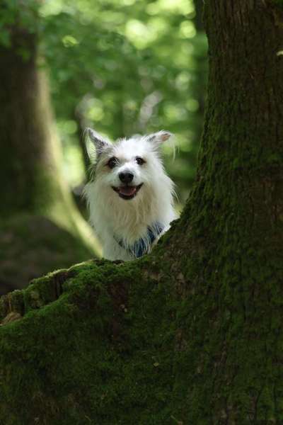 TierschutzhundeStammtisch🐕-Beitrag-Bild