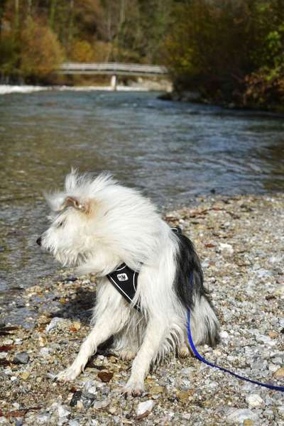 Dogorama Photo Challenge - Fail/Outtakes-Beitrag-Bild