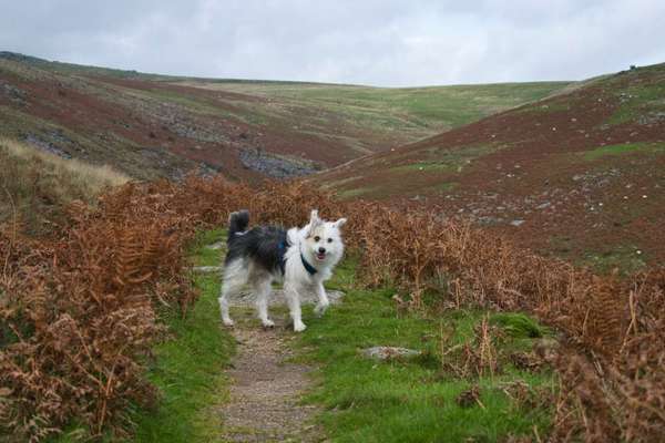 Urlaub in Großbritannien mit Senior-Hund-Beitrag-Bild