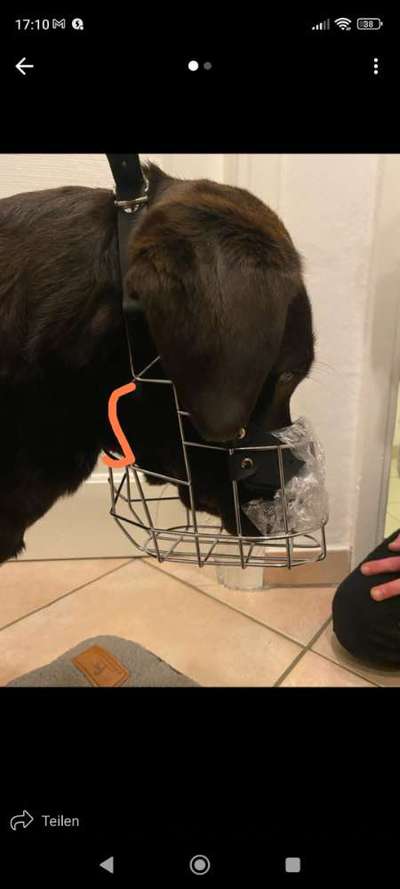 Wie sitzt mein Maulkorb / Maulkorb-Beratung-Beitrag-Bild