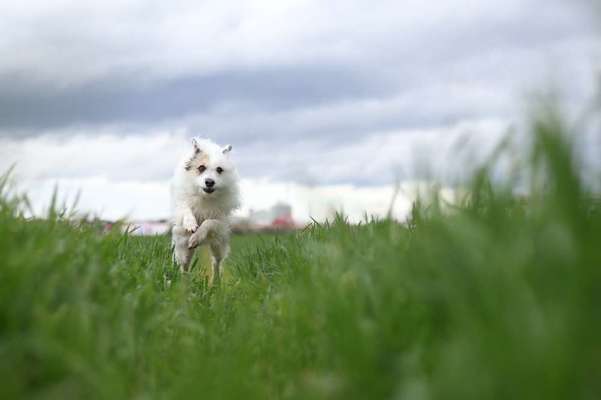TierschutzhundeStammtisch🐕-Beitrag-Bild