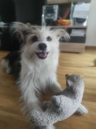 TierschutzhundeStammtisch🐕-Beitrag-Bild