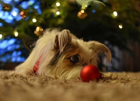 Dogorama Photo Challenge - Bescherung-Beitrag-Bild