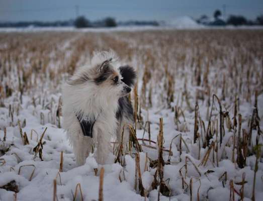 24. Collage-Challenge  *Hund im Schnee*-Beitrag-Bild