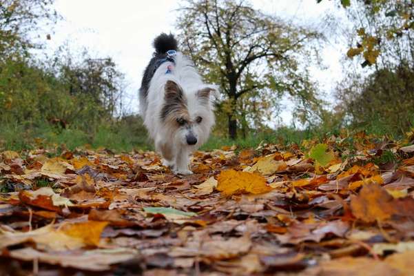 TierschutzhundeStammtisch🐕-Beitrag-Bild