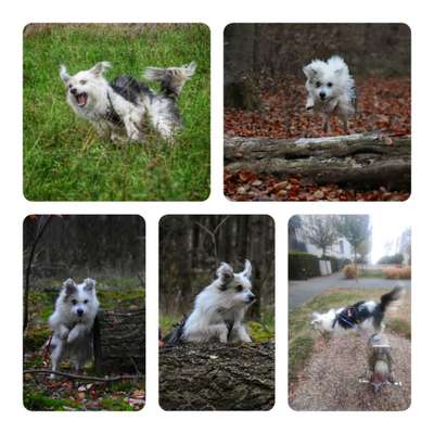 17. Collage Challenge / Springende Fellnasen-Beitrag-Bild