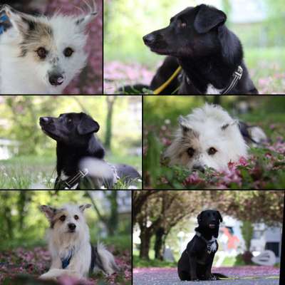 TierschutzhundeStammtisch🐕-Beitrag-Bild