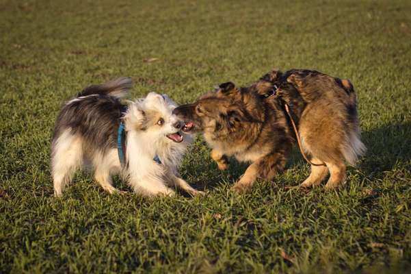 TierschutzhundeStammtisch🐕-Beitrag-Bild