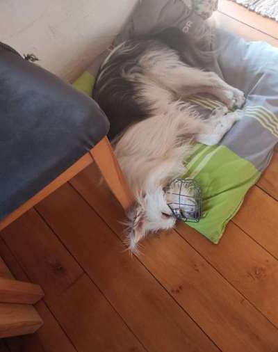 Wie sitzt mein Maulkorb / Maulkorb-Beratung-Beitrag-Bild