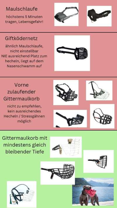 Maulkorb für Labbi wegen ständiger Nahrungsaufnahme unterwegs-Beitrag-Bild