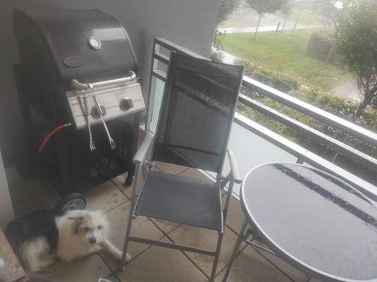 TierschutzhundeStammtisch🐕-Beitrag-Bild