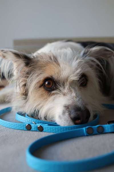 TierschutzhundeStammtisch🐕-Beitrag-Bild