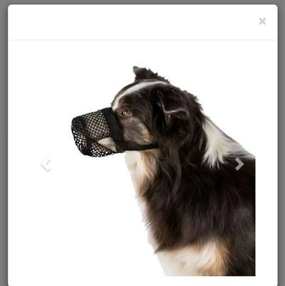 Wie sitzt mein Maulkorb / Maulkorb-Beratung-Beitrag-Bild