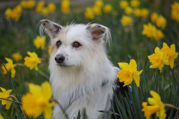 TierschutzhundeStammtisch🐕-Beitrag-Bild