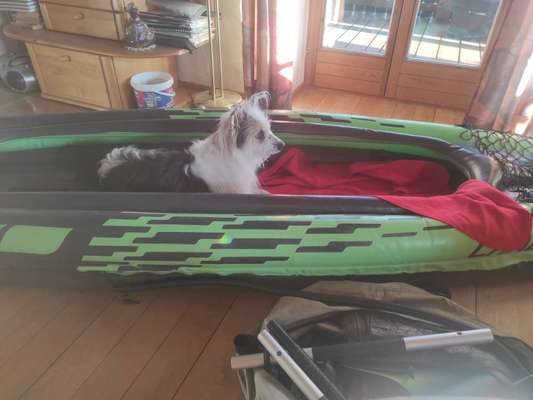 TierschutzhundeStammtisch🐕-Beitrag-Bild