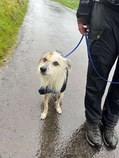 TierschutzhundeStammtisch🐕-Beitrag-Bild
