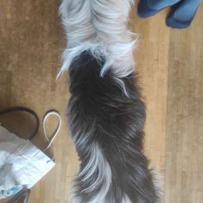 Wie optimal ist das Körpergewicht meines Hundes?-Beitrag-Bild