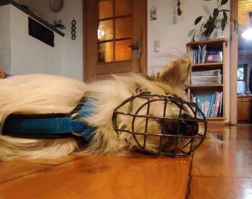 Wie sitzt mein Maulkorb / Maulkorb-Beratung-Beitrag-Bild