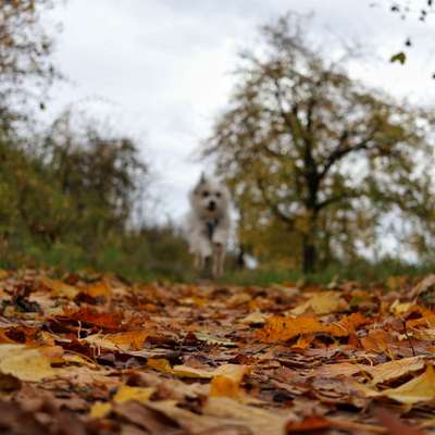 TierschutzhundeStammtisch🐕-Beitrag-Bild