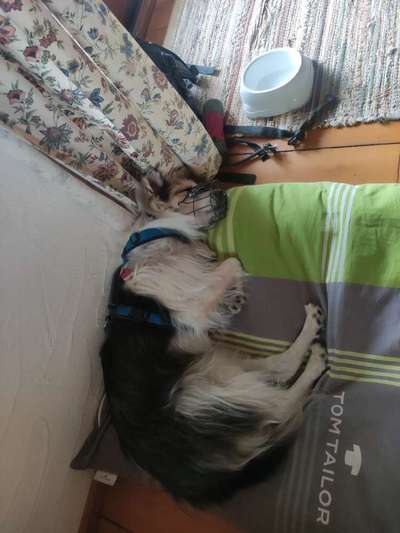 Wie sitzt mein Maulkorb / Maulkorb-Beratung-Beitrag-Bild