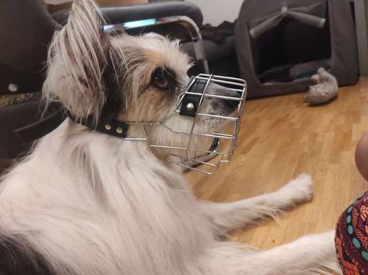 Wie sitzt mein Maulkorb / Maulkorb-Beratung-Beitrag-Bild