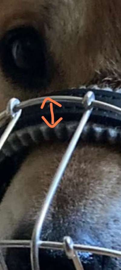 Wie sitzt mein Maulkorb / Maulkorb-Beratung-Beitrag-Bild