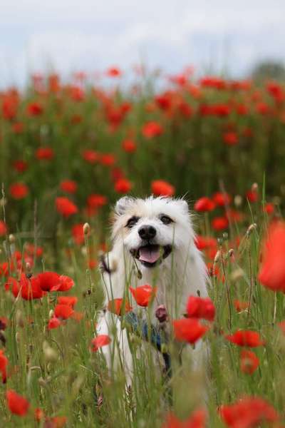 TierschutzhundeStammtisch🐕-Beitrag-Bild