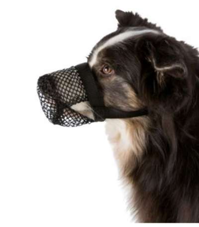 Gras fressen- bereits zweimal operiert-Beitrag-Bild