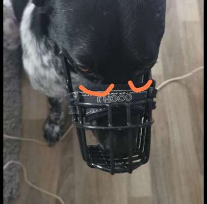 Wie sitzt mein Maulkorb / Maulkorb-Beratung-Beitrag-Bild