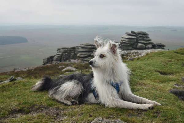 TierschutzhundeStammtisch🐕-Beitrag-Bild