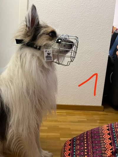 Wie sitzt mein Maulkorb / Maulkorb-Beratung-Beitrag-Bild