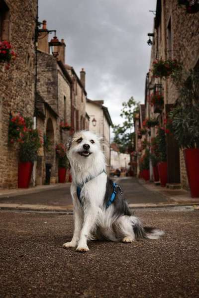 TierschutzhundeStammtisch🐕-Beitrag-Bild