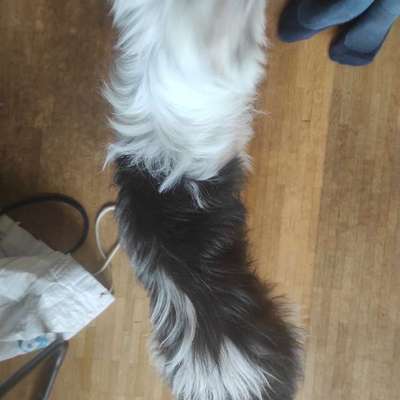 Wie optimal ist das Körpergewicht meines Hundes?-Beitrag-Bild