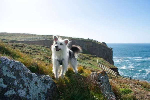 Urlaub in Großbritannien mit Senior-Hund-Beitrag-Bild