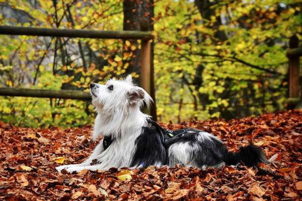 26. Farben Fotochallenge "Herbstfarben"-Beitrag-Bild