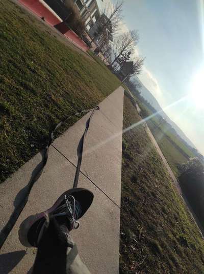 Dogorama Photo Challenge - Fail/Outtakes-Beitrag-Bild