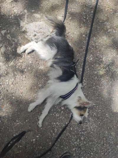 34. Impulskontrollübung "Ruhe an fremden Orten"-Beitrag-Bild