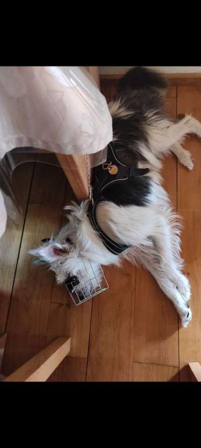 TierschutzhundeStammtisch🐕-Beitrag-Bild