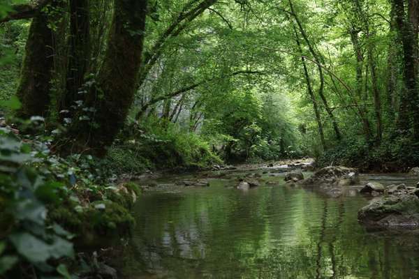 TierschutzhundeStammtisch🐕-Beitrag-Bild