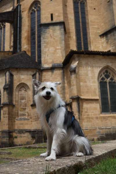 TierschutzhundeStammtisch🐕-Beitrag-Bild