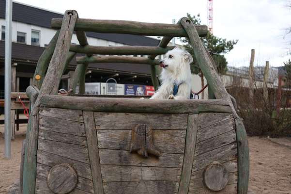 TierschutzhundeStammtisch🐕-Beitrag-Bild