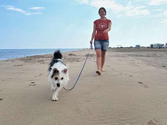 TierschutzhundeStammtisch🐕-Beitrag-Bild