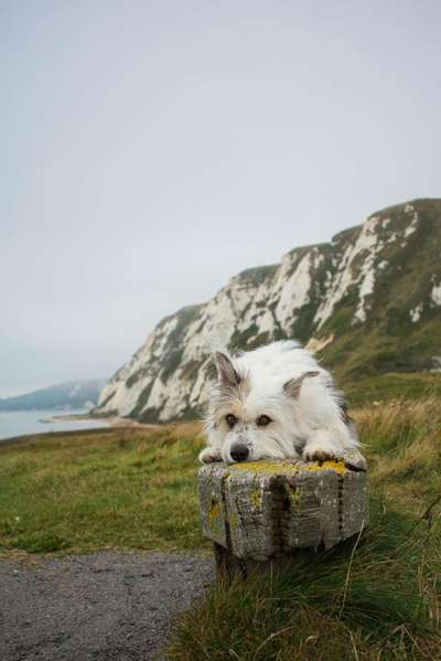 Urlaub in Großbritannien mit Senior-Hund-Beitrag-Bild