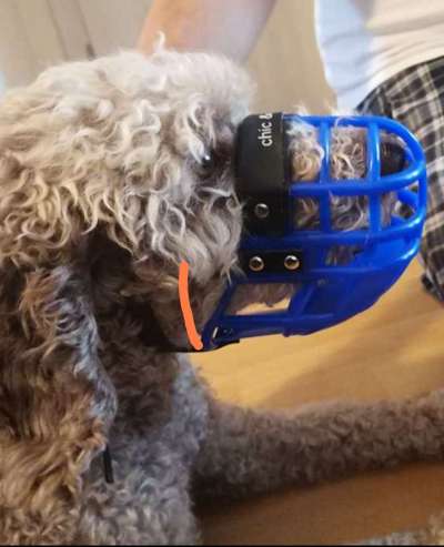 Wie sitzt mein Maulkorb / Maulkorb-Beratung-Beitrag-Bild