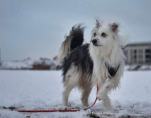 24. Collage-Challenge  *Hund im Schnee*-Beitrag-Bild