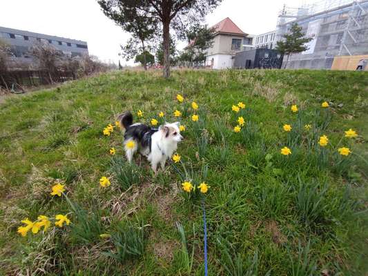 TierschutzhundeStammtisch🐕-Beitrag-Bild
