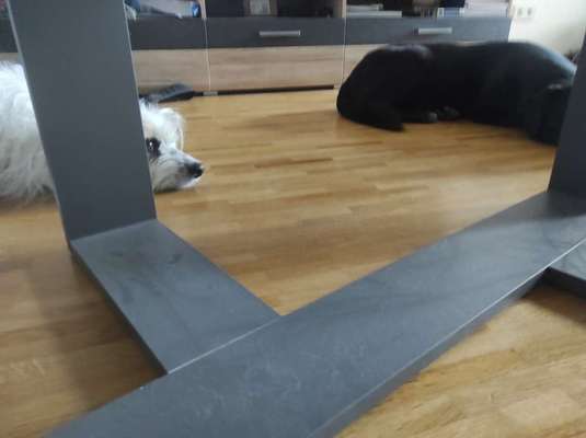 TierschutzhundeStammtisch🐕-Beitrag-Bild