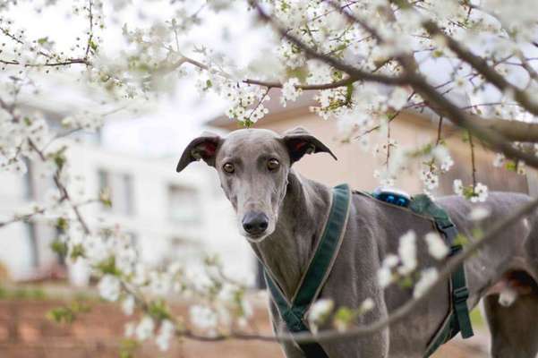 TierschutzhundeStammtisch🐕-Beitrag-Bild