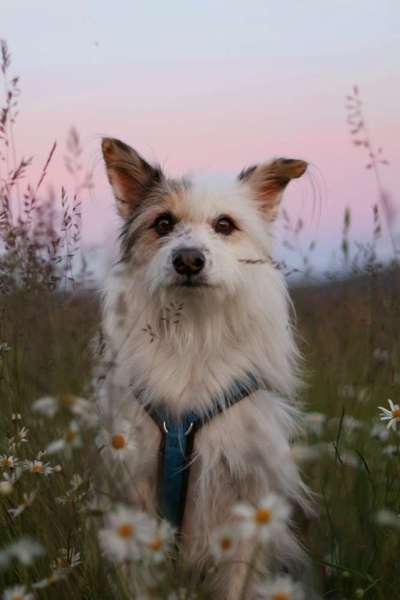 TierschutzhundeStammtisch🐕-Beitrag-Bild